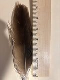 Goose Wing Feather