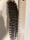 Turkey Wing Feather