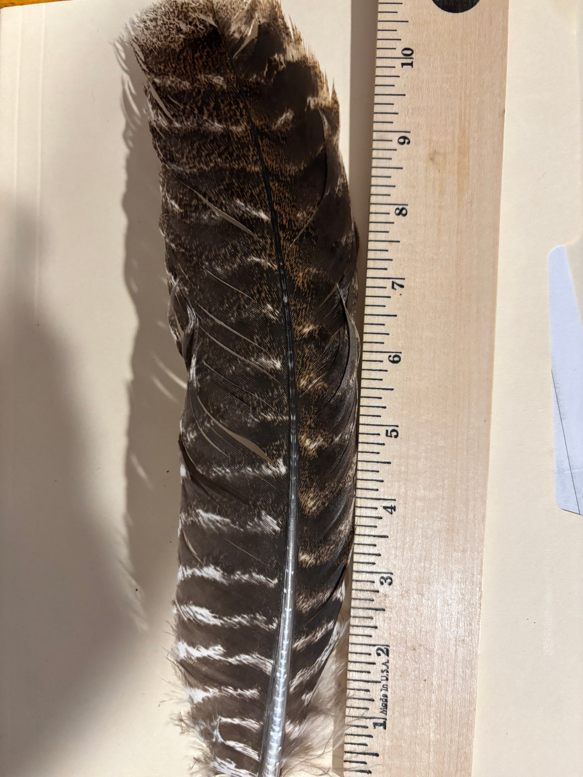 Turkey Wing Feather