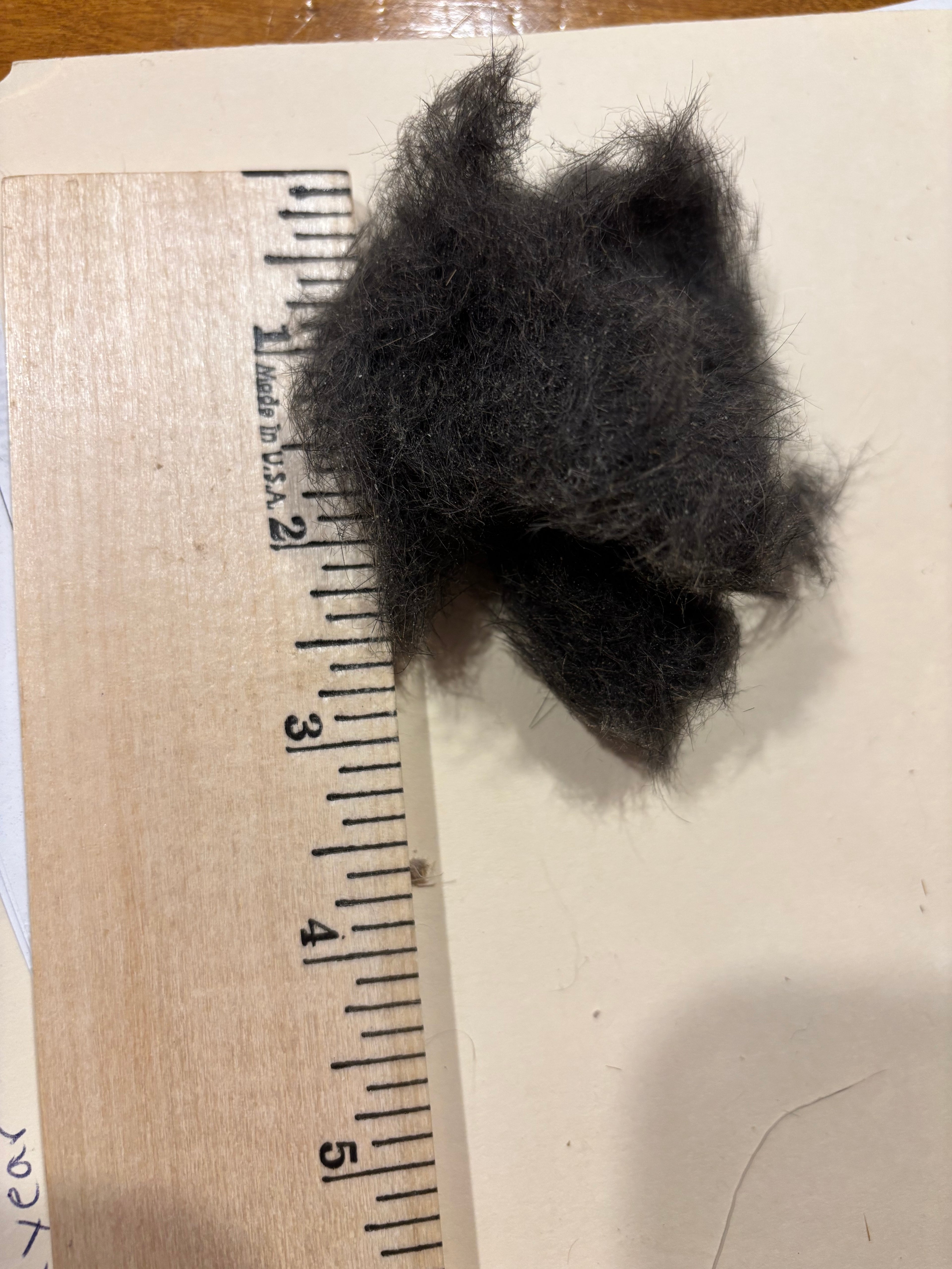Black Squirrel Dubbing